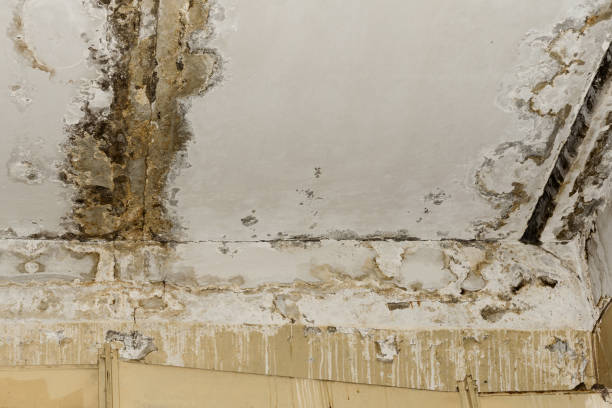 Best Crawl Space Mold Remediation  in Gridley, CA