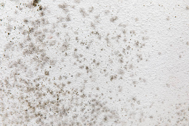 Forensic Mold Investigation in Gridley, CA