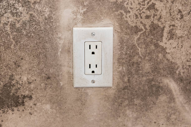 Reliable Gridley, CA Mold Removal Solutions