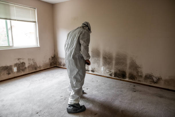Best Water Damage & Mold Remediation  in Gridley, CA